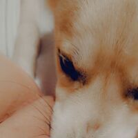 CanineCountess's Avatar