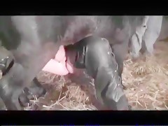 Animal sex with animal videos in Queens