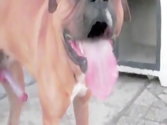 Animal porn with dog breaking anus