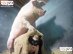pig vengance