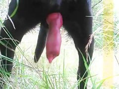 Le palpita la polla